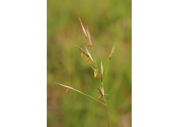 Aufrechte Trespe (Bromus erectus) - © Emanuel Trummer